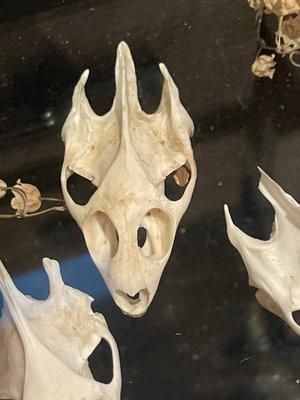 Turtle skulls - They look like mini dragon skulls to me.