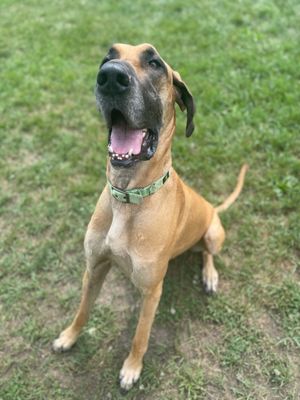 My happy dog at Mary Doggett House