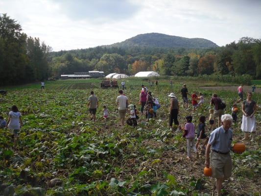 pumpkin harvest!