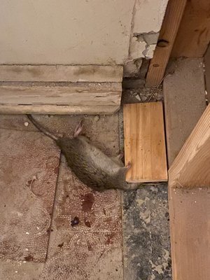 The 2nd rat caught in the closet in my apartment.