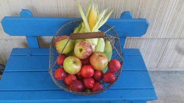 Our one-day mid-August haul from Me & Moore farm. There was a lot more corn when we left, but it was gone fast.