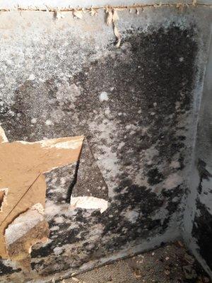 Mold Removal and Mold Damage Clean-Up. Mold Remediation