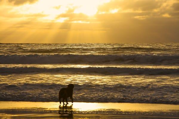 lucky at carmel