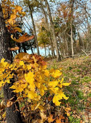 Leaves changing in Texas in December