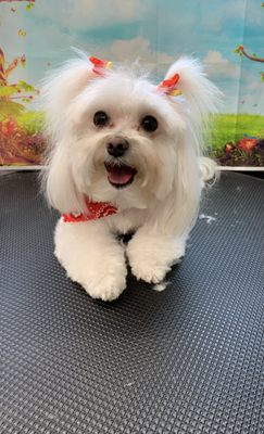 Mitzi, Maltese 
#westminstermobiledoggrooming #westminstermobilegrooming #sykesvillemobiledoggrooming #finksburgmobilegrooming