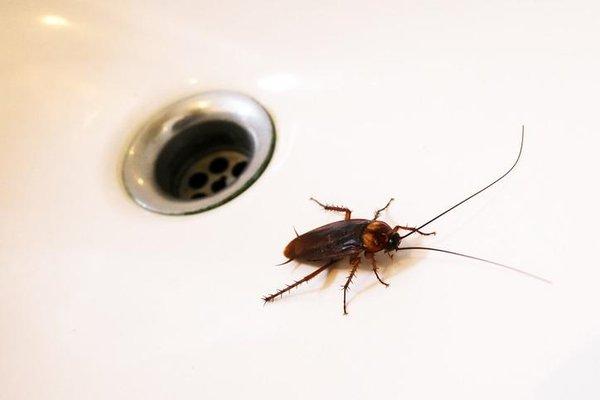 Cockroaches love to live in homes and commercial establishments where they can contaminate food, cause damage to wallpaper an...