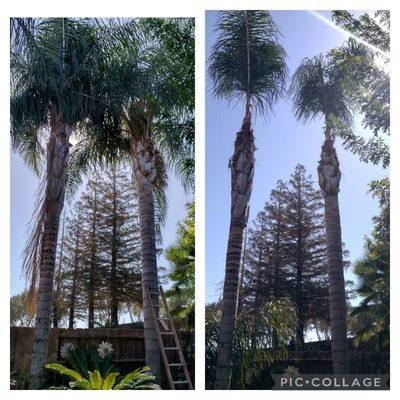 Queen Palm Trees Trimmed 

Before / After