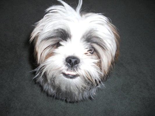 Max is a four year old Shih Tzu and is an important part of our family.