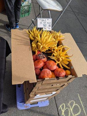 Buddha's hands and Fuyu persimmons, shelter in place