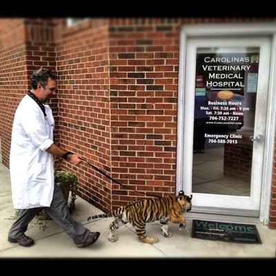 Dr. Watson and Maggie the tiger from Suzie's Pride enjoying her visit at Carolinas Veterinary Medical Hospital.