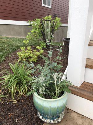 Dusty miller and some eucalyptus