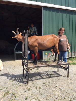 Ellen showing us how to clip their hooves. We were able to try it as well.