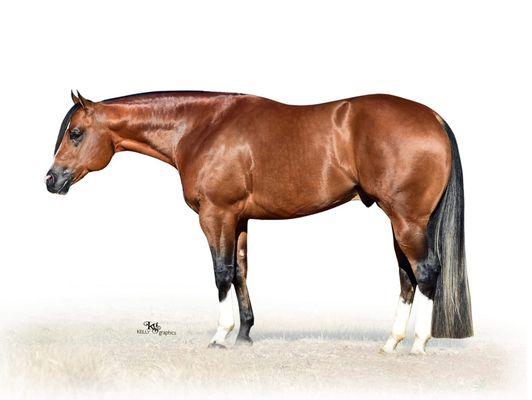 ChecKKmate AQHA/APHA stallion