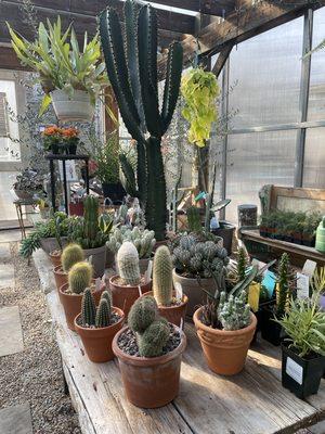 A nice variety of Cacti and other succulents within our greenhouse.