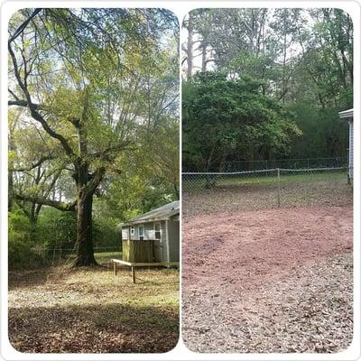 Before and after large oak tree removal