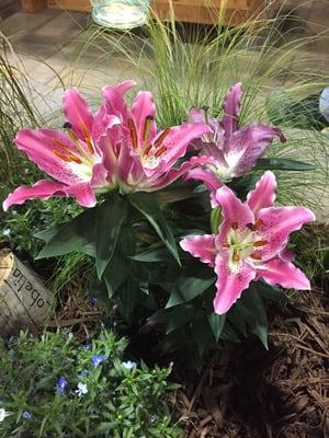 Beautiful stargazer lillys