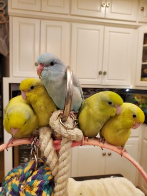 Parrotlets! The little parrot with a big personality.