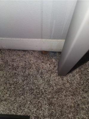 Rat Holes in Bedroom