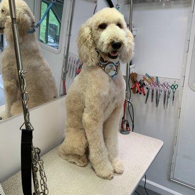 Rex - Golden Doodle 3/4 (Poodle)