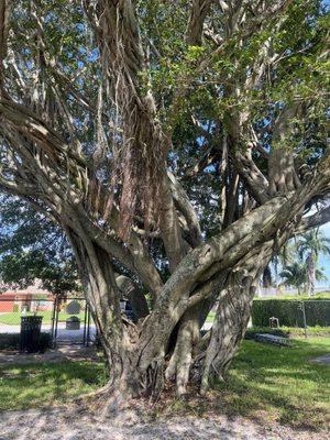 Climbing tree