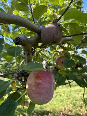 Woodside Orchards