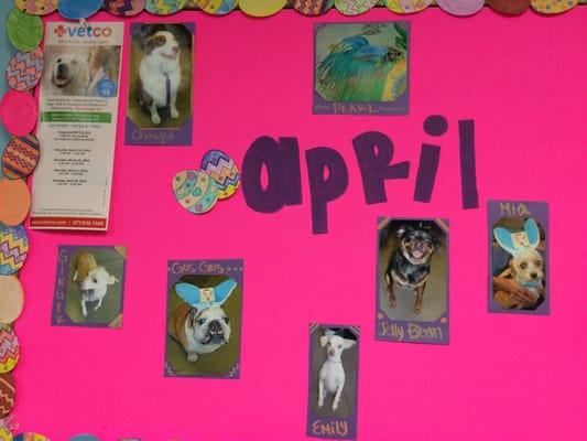 #JellyBean on #April calendar at #UnleashedByPetco