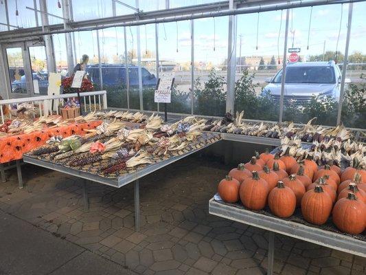 Decorative corn and pumpkins of every size and gourds too.