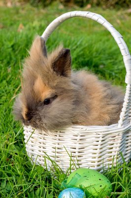 Lion head rabbits