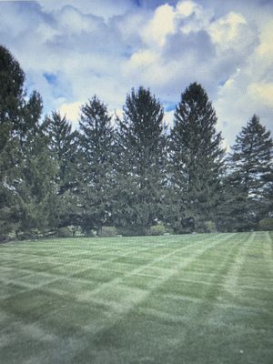 Shade Tree Lawn & Landscaping