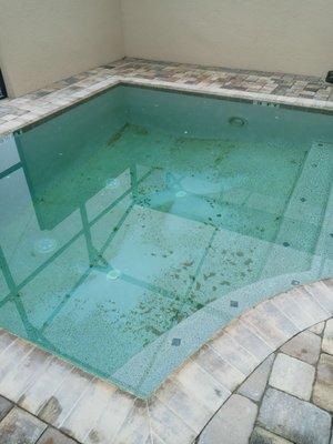 A new pool that had algae in it.