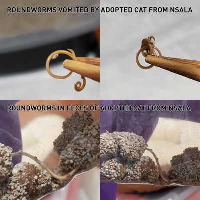 Roundworms discovered in vomit and feces of newly adopted cat from North Shore Animal League America.