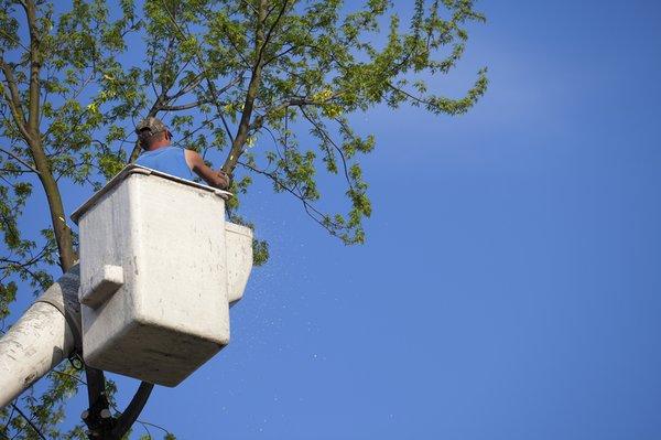 Tree care in Anaheim, CA