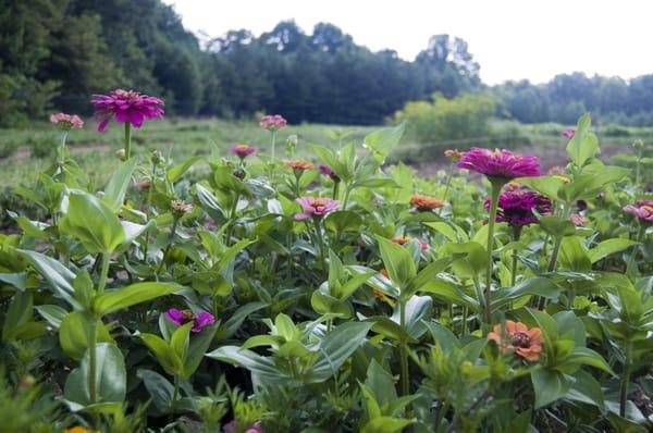 Flowers in the field