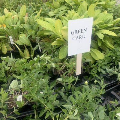 Collection of plants that can be acquired using "Green Stamps" from earlier season purchases.