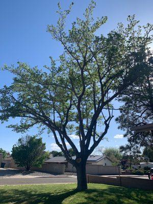 Fruitless Mulberry trimmed by Baca's Trees.