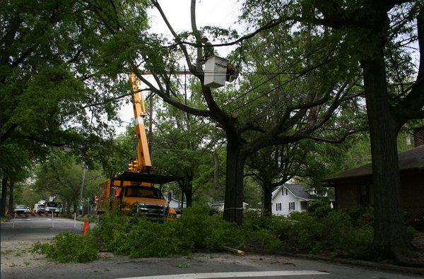 Tree Service Cary Tree Removal