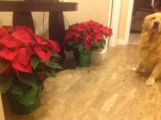 Poinsettias are HUGE