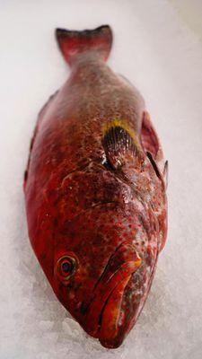 Fireback Grouper