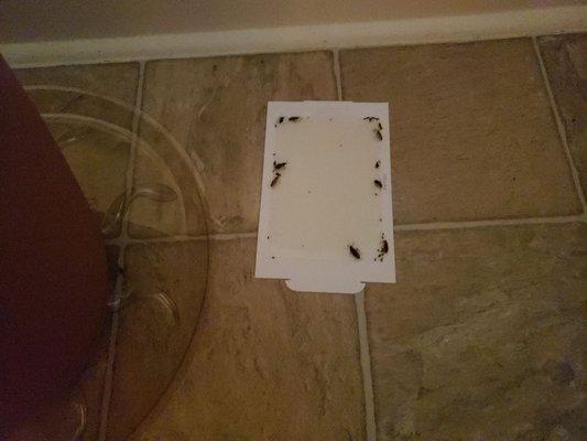 This is just one of the daily traps I put down! Cockroaches everywhere! Nice area but not liking bugs! Moving soon