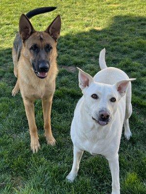 Utah K9 Training