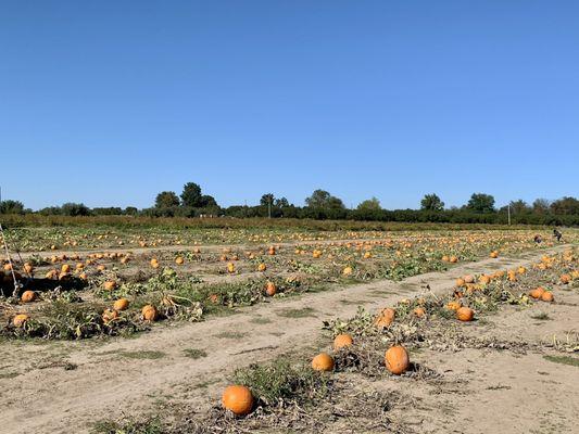 Livesay Orchards