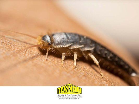 Haskell Termite & Pest Control