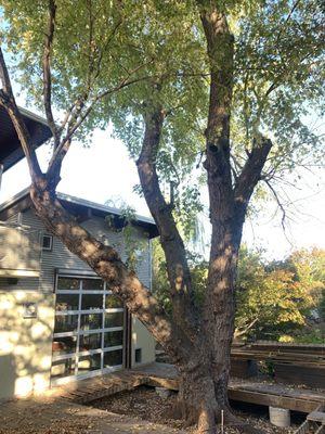 80 foot plus silver maple growing through our deck