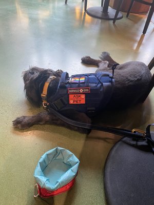 Gary the trained service dog, shunned from vintage record buying.