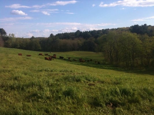 The cattle graze on our non-GMO fields with no harmful fertilizers and drink spring water