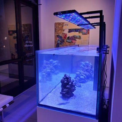 Start Up of Port City  Aquastudio's SPS dominated reef tank, Wilmington's premier aquarium store.