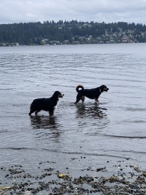 Nola and Cali having a morning swim.