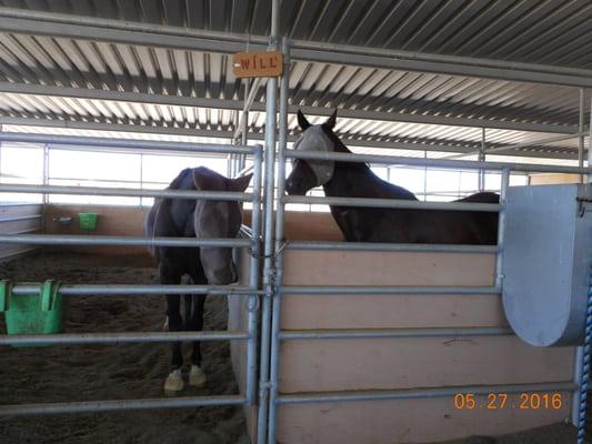 Happy, well fed horses!!!