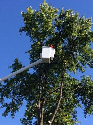 High trees no problem bucket truck on the way..