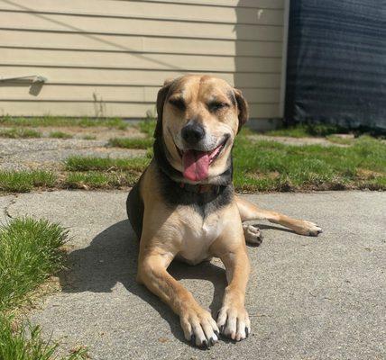 Zoey enjoying some sunshine.